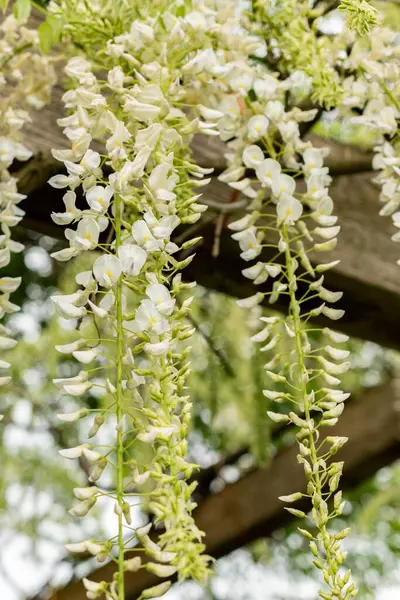 Saint Gallen, İsviçre, 9 Mayıs 2025 Wisteria Floribunda var Shiro Noda ya da botanik bahçesindeki Japon Wisteria bitkisi