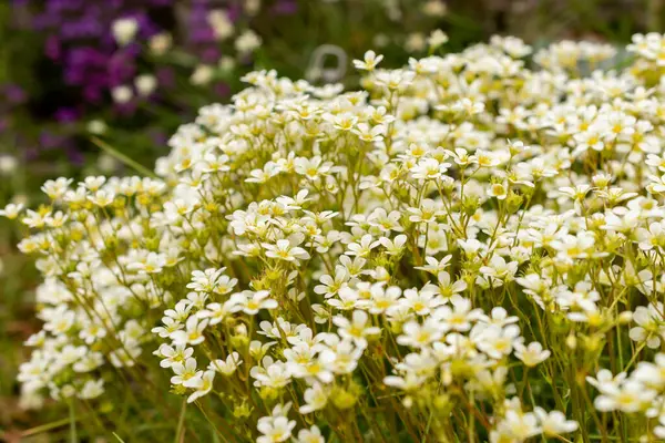 Saint Gallen, İsviçre, 9 Mayıs 2025 Erinus Alpinus veya botanik bahçesindeki alp balsam bitkisi
