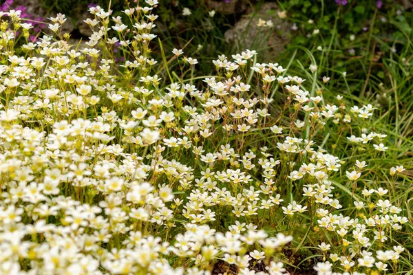 Saint Gallen, İsviçre, 9 Mayıs 2025 Erinus Alpinus veya botanik bahçesindeki alp balsam bitkisi