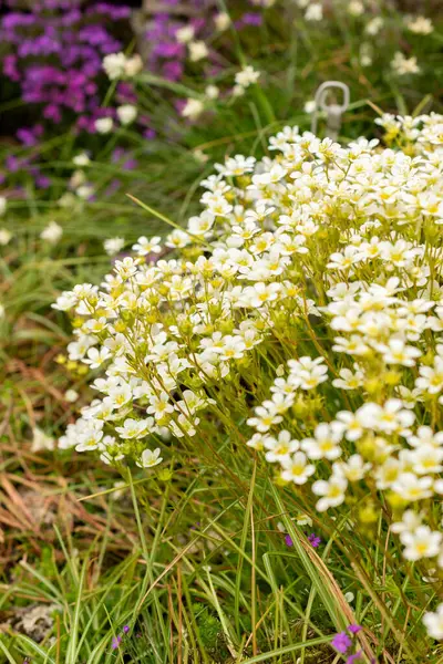 Saint Gallen, İsviçre, 9 Mayıs 2025 Erinus Alpinus veya botanik bahçesindeki alp balsam bitkisi