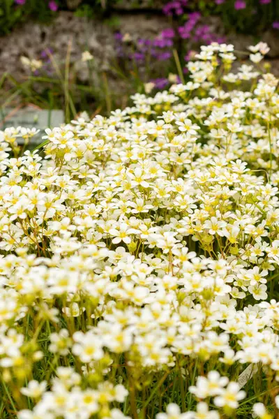 Saint Gallen, İsviçre, 9 Mayıs 2025 Erinus Alpinus veya botanik bahçesindeki alp balsam bitkisi