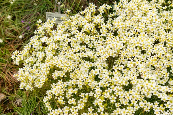 Saint Gallen, İsviçre, 9 Mayıs 2025 Erinus Alpinus veya botanik bahçesindeki alp balsam bitkisi