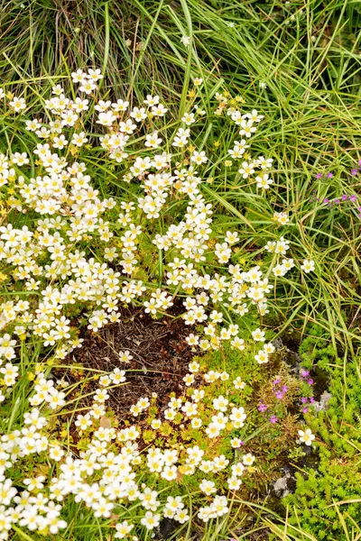 Saint Gallen, İsviçre, 9 Mayıs 2025 Erinus Alpinus veya botanik bahçesindeki alp balsam bitkisi