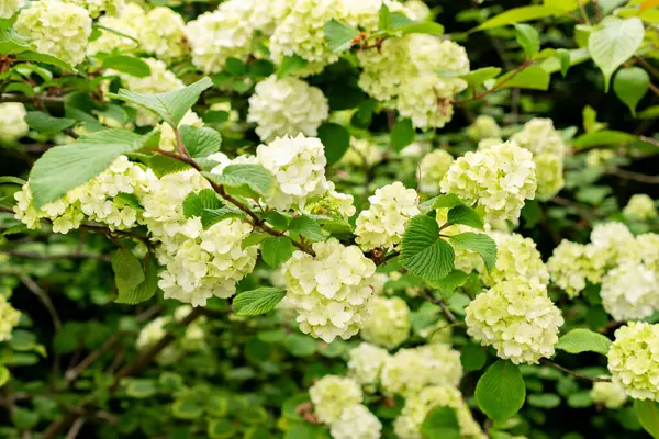 Saint Gallen, İsviçre, 9 Mayıs 2025 Viburnum Plicatum bitkisi botanik bahçesinde.