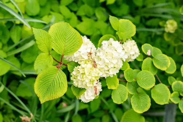 Saint Gallen, İsviçre, 9 Mayıs 2025 Viburnum Plicatum bitkisi botanik bahçesinde.