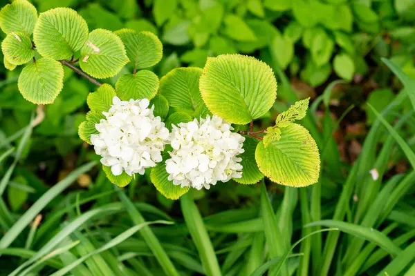 Saint Gallen, İsviçre, 9 Mayıs 2025 Viburnum Plicatum bitkisi botanik bahçesinde.