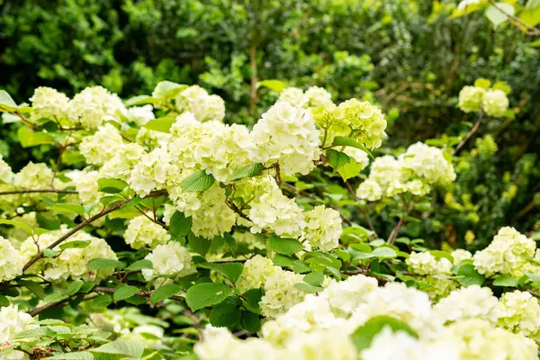 Saint Gallen, İsviçre, 9 Mayıs 2025 Viburnum Plicatum bitkisi botanik bahçesinde.