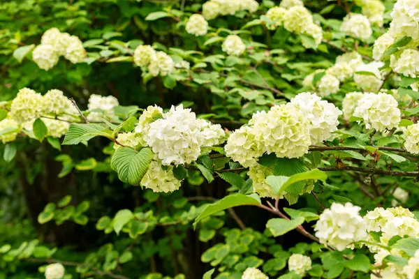 Saint Gallen, İsviçre, 9 Mayıs 2025 Viburnum Plicatum bitkisi botanik bahçesinde.