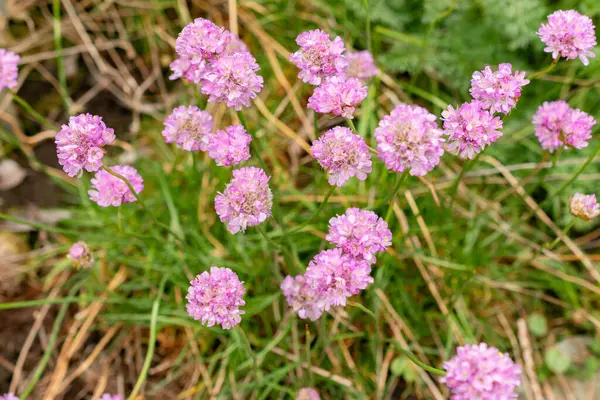 Saint Gallen, İsviçre, 9 Mayıs 2025 Armeria Alpina bitkisi botanik bahçesinde