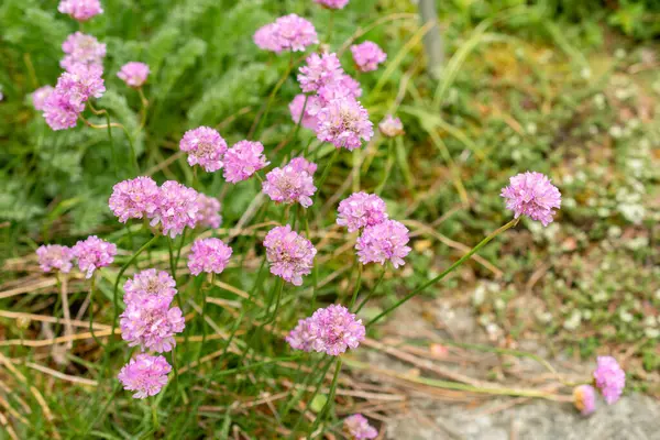 Saint Gallen, İsviçre, 9 Mayıs 2025 Armeria Alpina bitkisi botanik bahçesinde