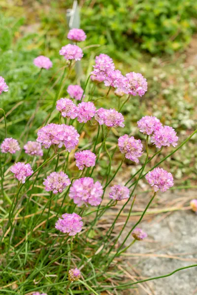 Saint Gallen, İsviçre, 9 Mayıs 2025 Armeria Alpina bitkisi botanik bahçesinde