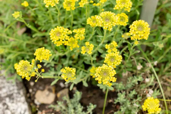 Saint Gallen, İsviçre, 9 Mayıs 2025 Teucrium Polium veya botanik bahçesindeki felty Germander fabrikası