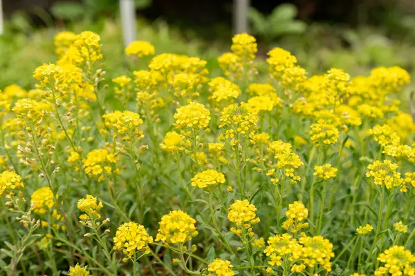 Saint Gallen, İsviçre, 9 Mayıs 2025 Teucrium Polium veya botanik bahçesindeki felty Germander fabrikası