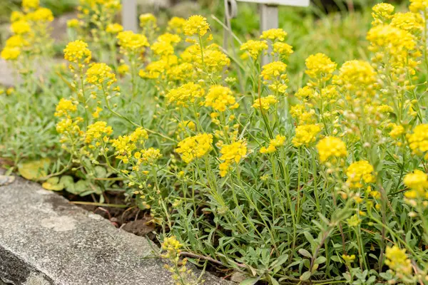 Saint Gallen, İsviçre, 9 Mayıs 2025 Teucrium Polium veya botanik bahçesindeki felty Germander fabrikası