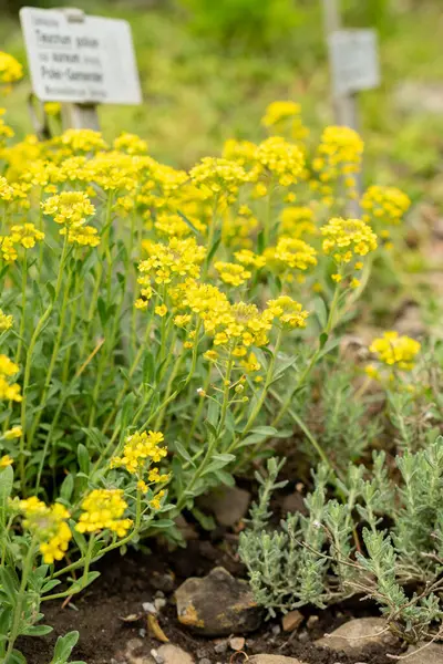 Saint Gallen, İsviçre, 9 Mayıs 2025 Teucrium Polium veya botanik bahçesindeki felty Germander fabrikası