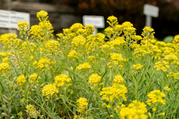 Saint Gallen, İsviçre, 9 Mayıs 2025 Teucrium Polium veya botanik bahçesindeki felty Germander fabrikası