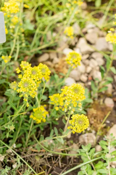 Saint Gallen, İsviçre, 9 Mayıs 2025 Teucrium Polium veya botanik bahçesindeki felty Germander fabrikası