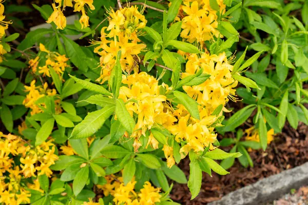Saint Gallen, İsviçre, 9 Mayıs 2025 Rhododendron Luteum veya botanik bahçesindeki sarı açelya bitkisi