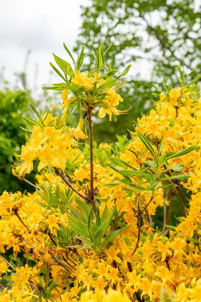 Saint Gallen, İsviçre, 9 Mayıs 2025 Rhododendron Luteum veya botanik bahçesindeki sarı açelya bitkisi