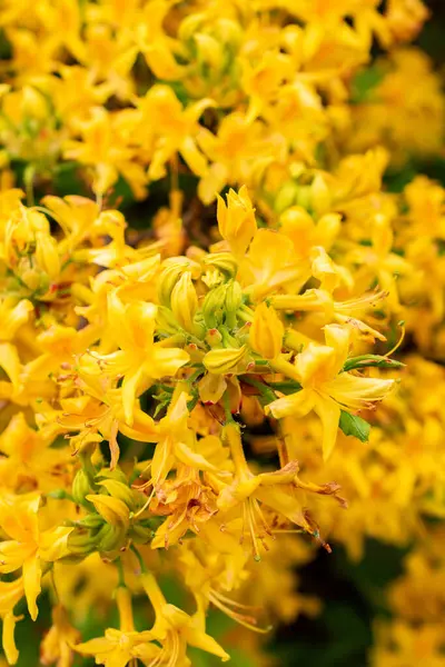 Saint Gallen, İsviçre, 9 Mayıs 2025 Rhododendron Luteum veya botanik bahçesindeki sarı açelya bitkisi