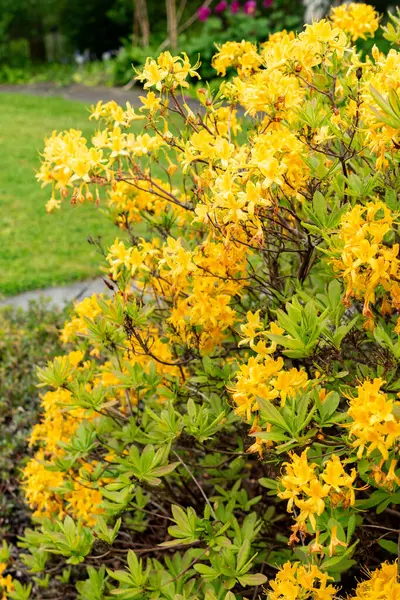 Saint Gallen, İsviçre, 9 Mayıs 2025 Rhododendron Luteum veya botanik bahçesindeki sarı açelya bitkisi