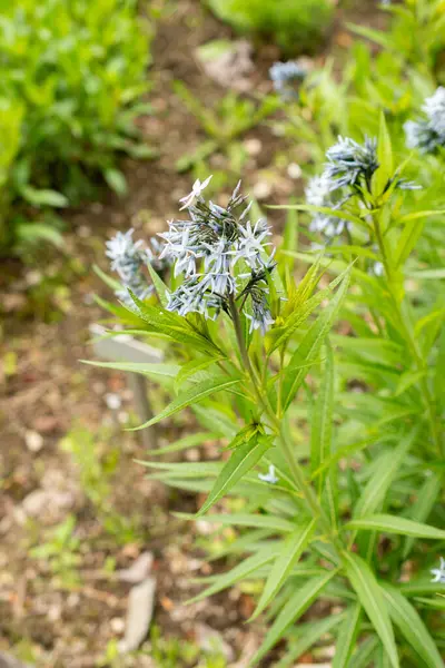 Saint Gallen, İsviçre, 9 Mayıs 2025 Amsonia Illustris bitkisi botanik bahçesinde.