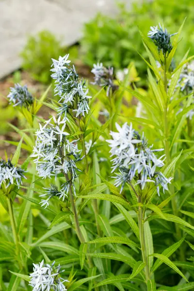 Saint Gallen, İsviçre, 9 Mayıs 2025 Amsonia Illustris bitkisi botanik bahçesinde.