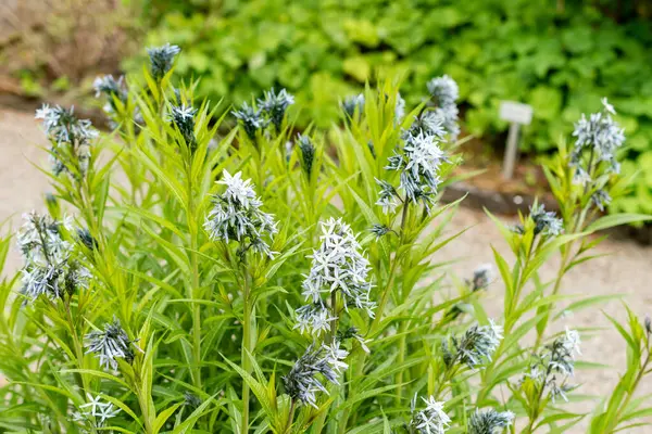 Saint Gallen, İsviçre, 9 Mayıs 2025 Amsonia Illustris bitkisi botanik bahçesinde.