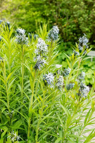 Saint Gallen, İsviçre, 9 Mayıs 2025 Amsonia Illustris bitkisi botanik bahçesinde.