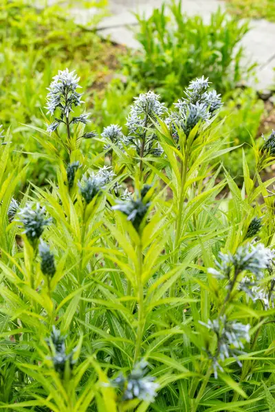 Saint Gallen, İsviçre, 9 Mayıs 2025 Amsonia Illustris bitkisi botanik bahçesinde.