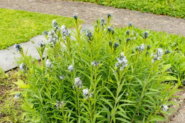 Saint Gallen, İsviçre, 9 Mayıs 2025 Amsonia Illustris bitkisi botanik bahçesinde.