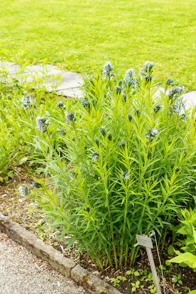 Saint Gallen, İsviçre, 9 Mayıs 2025 Amsonia Illustris bitkisi botanik bahçesinde.