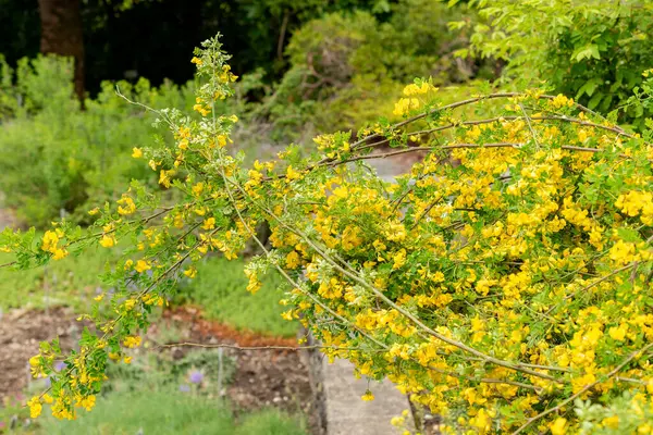 Saint Gallen, İsviçre, 9 Mayıs 2025 Hippocrepis Emerus veya botanik bahçesindeki akrep senna bitkisi