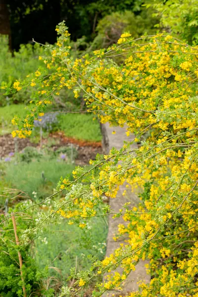 Saint Gallen, İsviçre, 9 Mayıs 2025 Hippocrepis Emerus veya botanik bahçesindeki akrep senna bitkisi