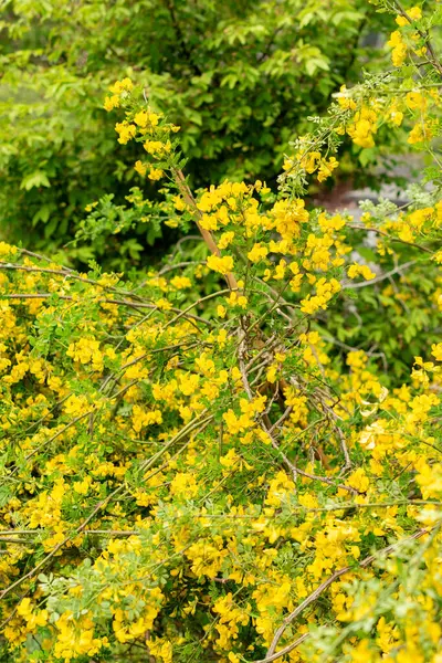 Saint Gallen, İsviçre, 9 Mayıs 2025 Hippocrepis Emerus veya botanik bahçesindeki akrep senna bitkisi