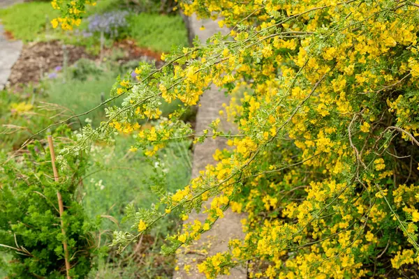 Saint Gallen, İsviçre, 9 Mayıs 2025 Hippocrepis Emerus veya botanik bahçesindeki akrep senna bitkisi