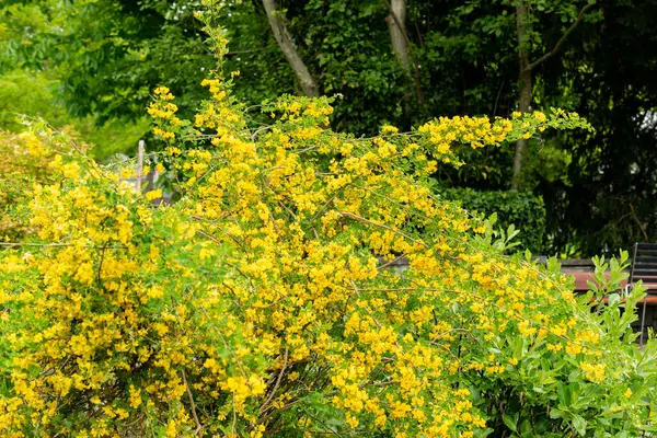 Saint Gallen, İsviçre, 9 Mayıs 2025 Hippocrepis Emerus veya botanik bahçesindeki akrep senna bitkisi