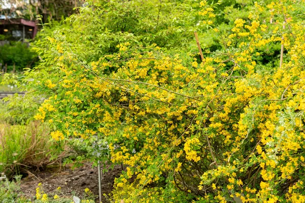 Saint Gallen, İsviçre, 9 Mayıs 2025 Hippocrepis Emerus veya botanik bahçesindeki akrep senna bitkisi