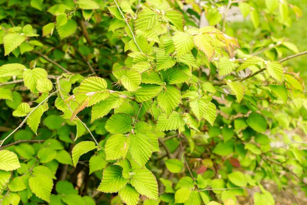 Saint Gallen, İsviçre, 9 Mayıs 2025 Corylopsis Pauciflora veya botanik bahçesindeki düğün çiçeği cadı fındığı.