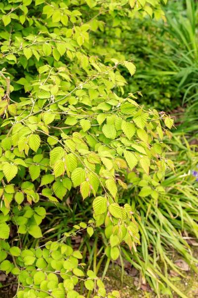 Saint Gallen, İsviçre, 9 Mayıs 2025 Corylopsis Pauciflora veya botanik bahçesindeki düğün çiçeği cadı fındığı.