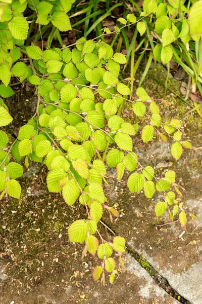 Saint Gallen, İsviçre, 9 Mayıs 2025 Corylopsis Pauciflora veya botanik bahçesindeki düğün çiçeği cadı fındığı.