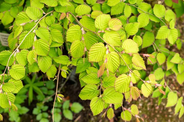 Saint Gallen, İsviçre, 9 Mayıs 2025 Corylopsis Pauciflora veya botanik bahçesindeki düğün çiçeği cadı fındığı.