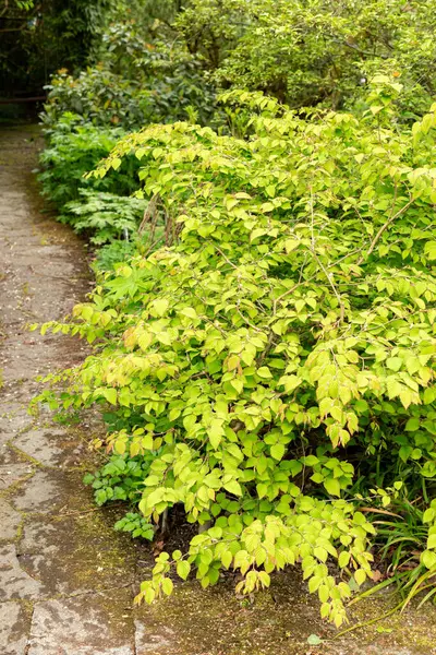 Saint Gallen, İsviçre, 9 Mayıs 2025 Corylopsis Pauciflora veya botanik bahçesindeki düğün çiçeği cadı fındığı.