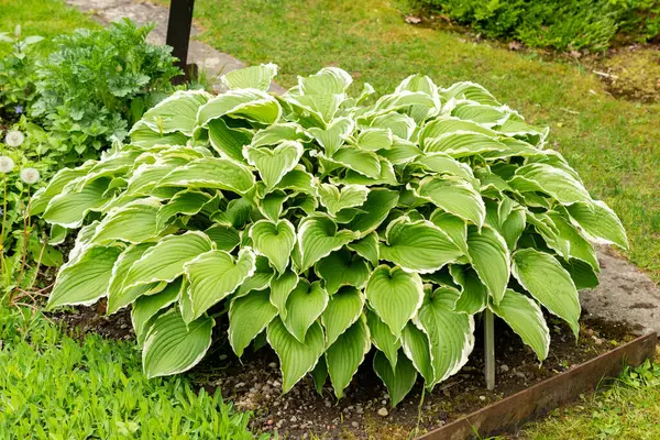 Saint Gallen, İsviçre, 9 Mayıs 2025 Hosta Crispula veya kuşatma bitkileri botanik bahçesinde zambak bitkisi