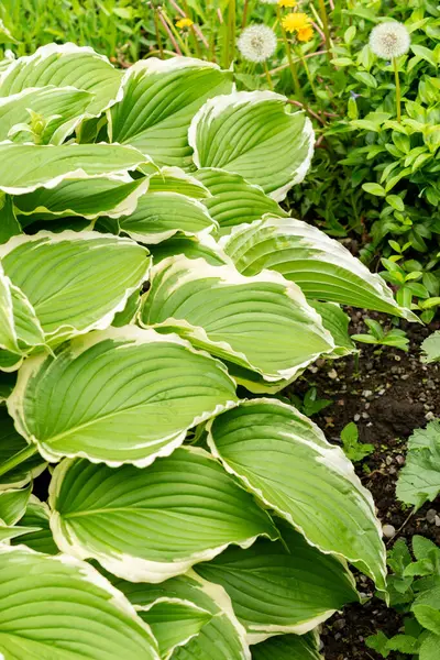 Saint Gallen, İsviçre, 9 Mayıs 2025 Hosta Crispula veya kuşatma bitkileri botanik bahçesinde zambak bitkisi