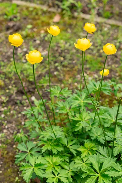 Saint Gallen, İsviçre, 9 Mayıs 2025 Trollius Europaeus veya botanik bahçesindeki dünya çiçeği
