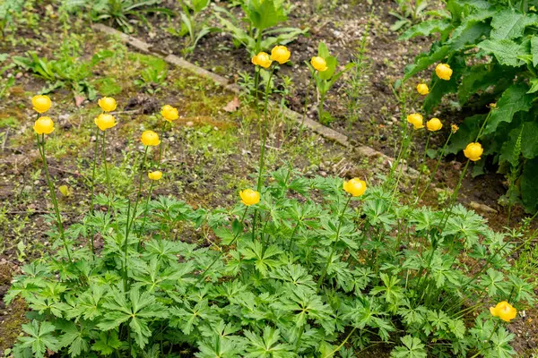 Saint Gallen, İsviçre, 9 Mayıs 2025 Trollius Europaeus veya botanik bahçesindeki dünya çiçeği