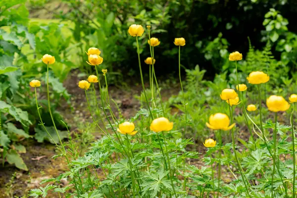 Saint Gallen, İsviçre, 9 Mayıs 2025 Trollius Europaeus veya botanik bahçesindeki dünya çiçeği
