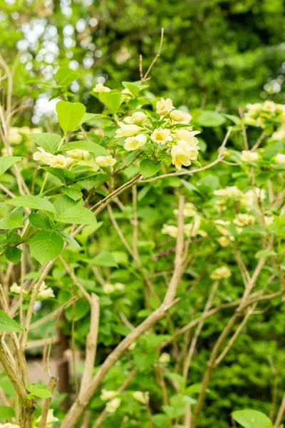 Saint Gallen, İsviçre, 9 Mayıs 2025 Weigela Middendorffiana bitkisi botanik bahçesinde.