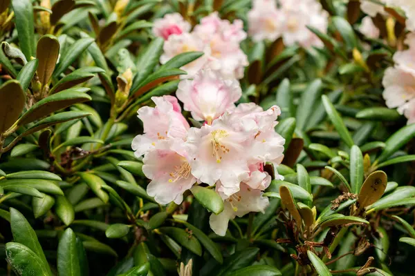Saint Gallen, İsviçre, 9 Mayıs 2025 Rhododendron Degronianum var Yakushimanum fabrikası Botanik Bahçesinde